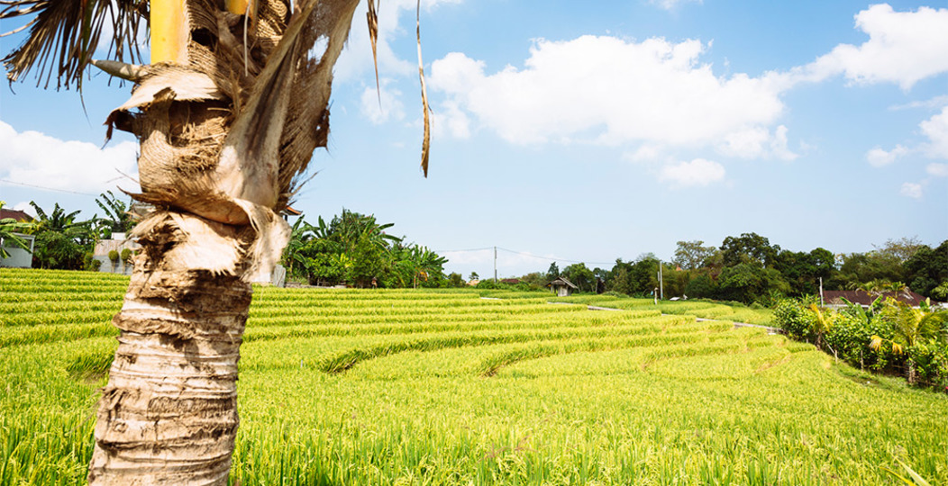 Elegant Tropical Escape –  Bali Villa 1063