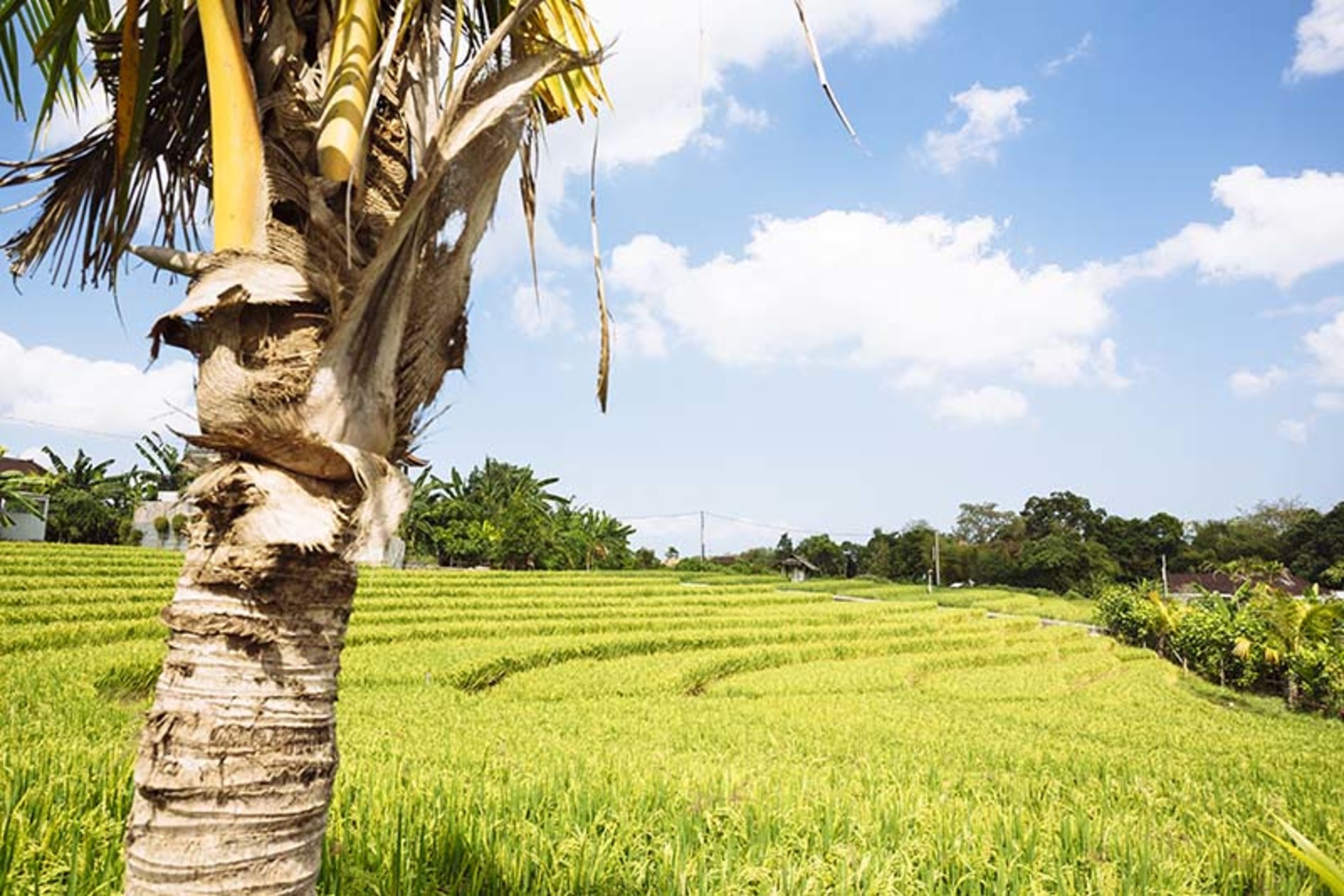 Elegant Tropical Escape –  Bali Villa 1063
