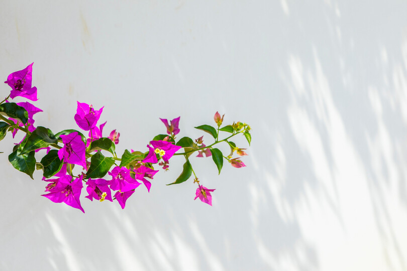 Elegant 3 Bed Villa in Ayia Napa Haven, 1394
