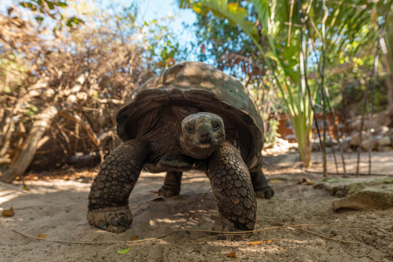 Book Necker Island, Your Own Private Paradise: Exclusive Access to Necker Island