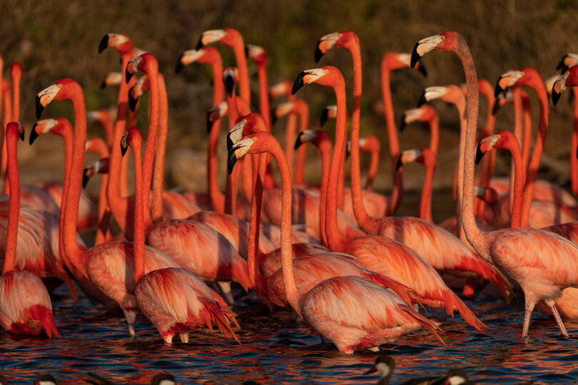 Book Necker Island, Your Own Private Paradise: Exclusive Access to Necker Island