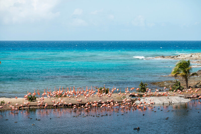 Serene Escape on a Caribbean Jewel - 1003