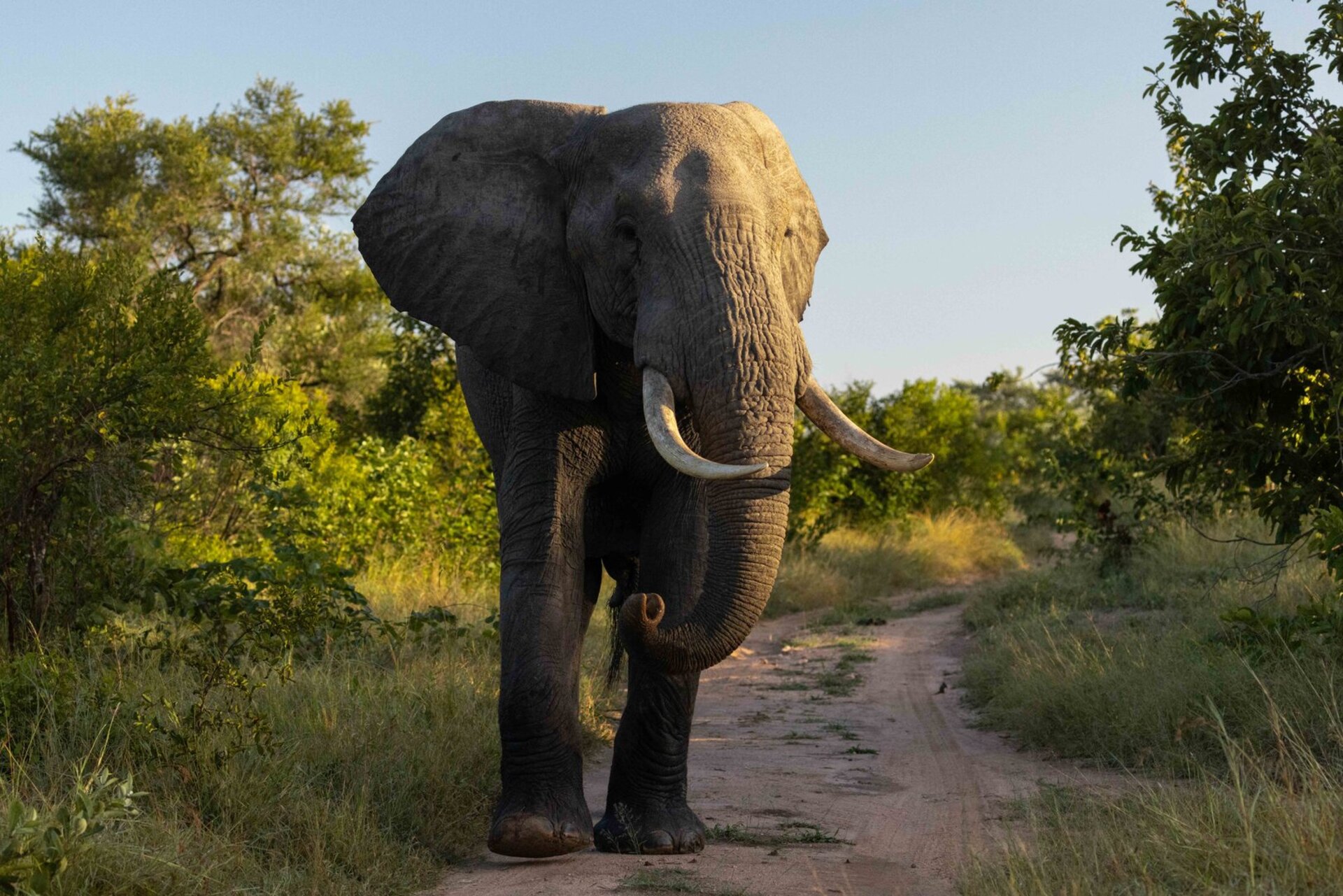 Ulusaba_Cliff 1030