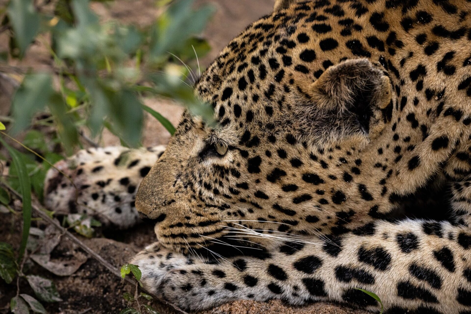 Ulusaba_Cliff 1030