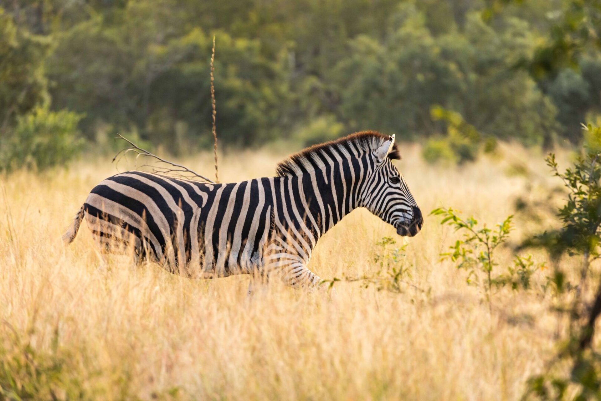 Ulusaba_Cliff 1030