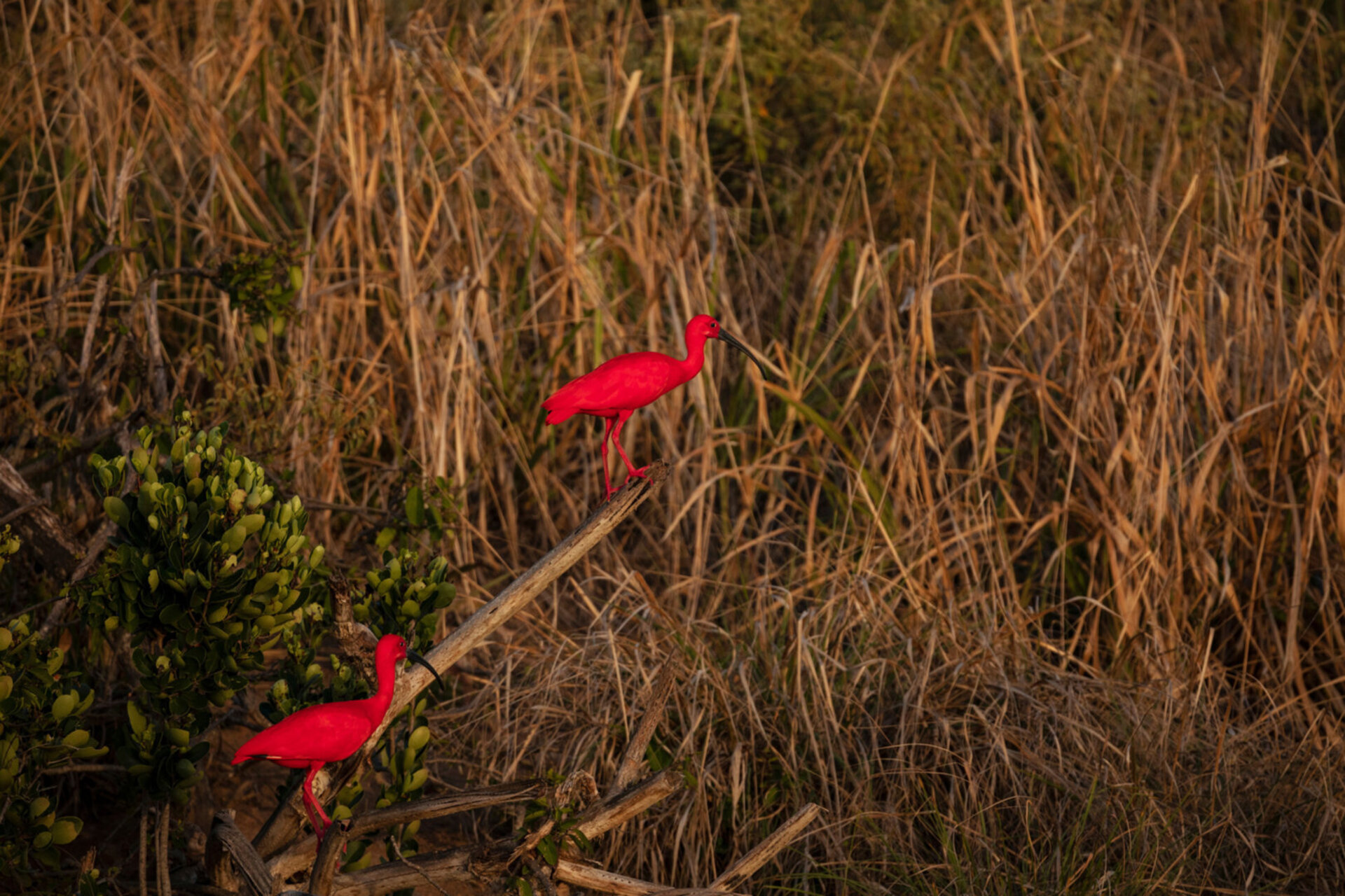 Private Haven Suite 1006