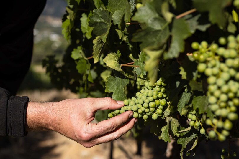 Viognier Room 1063