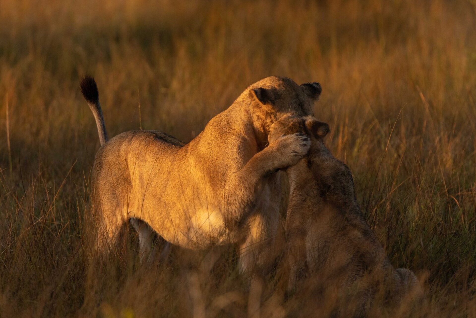 Luxurious Family Suite with Private Pool & Views 1052